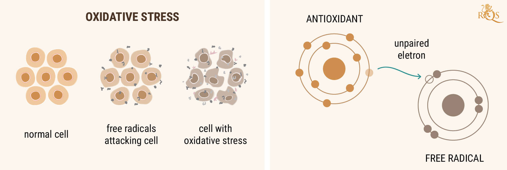 CBD JAKO ANTIOXIDANT