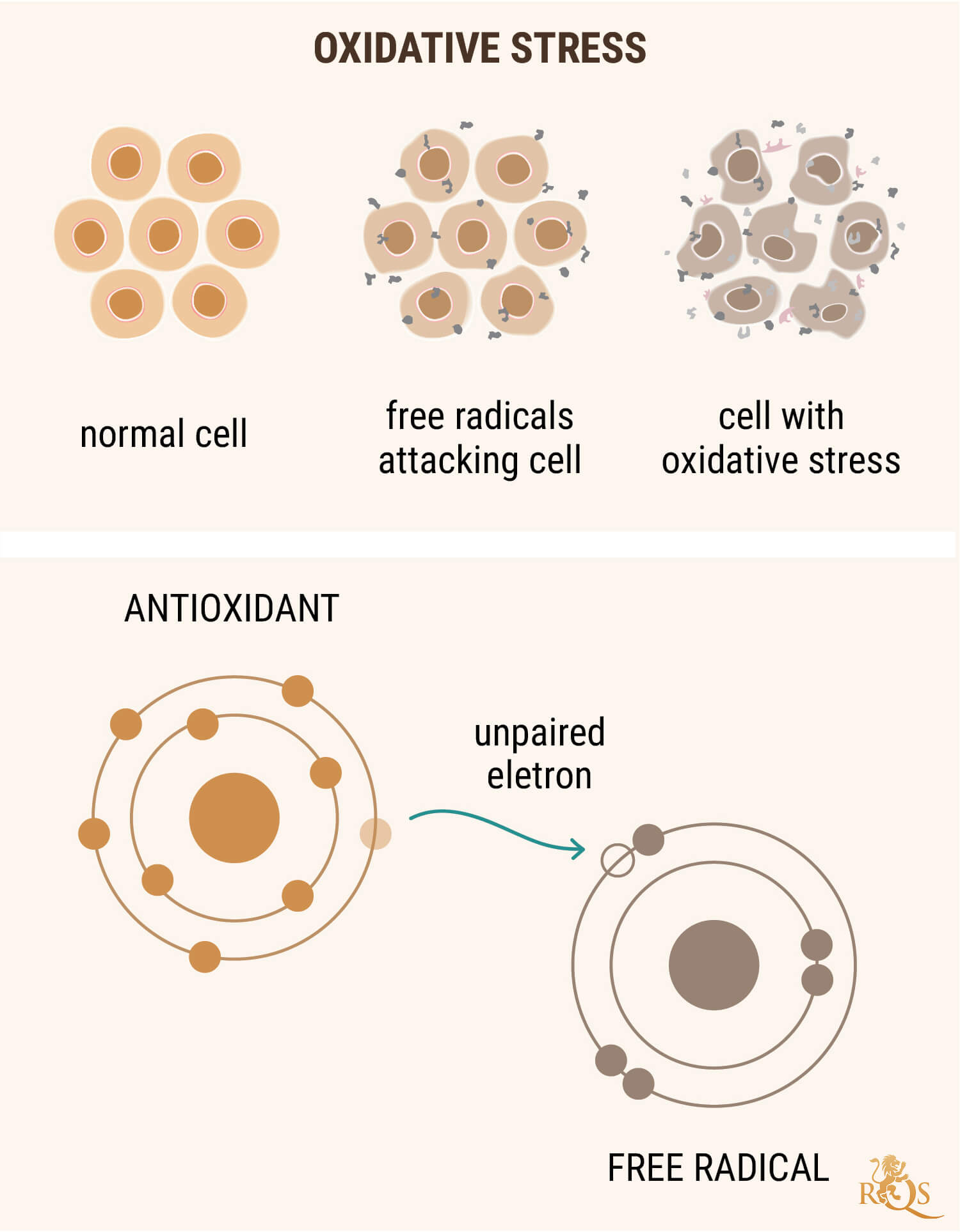 CBD JAKO ANTIOXIDANT