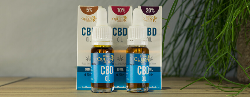 CBD olej od Royal Queen Seeds CBD olej od Royal Queen Seeds