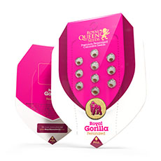 Buy Royal Gorilla Buy Royal Gorilla