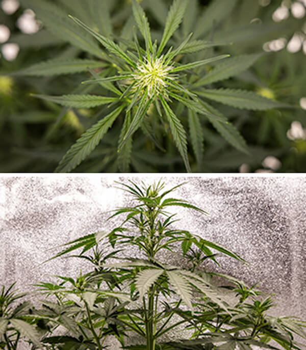 Cherry Pie Auto – týdenní průvodce: vegetativní fáze Cherry Pie Auto – týdenní průvodce: vegetativní fáze (2.–4. týden)