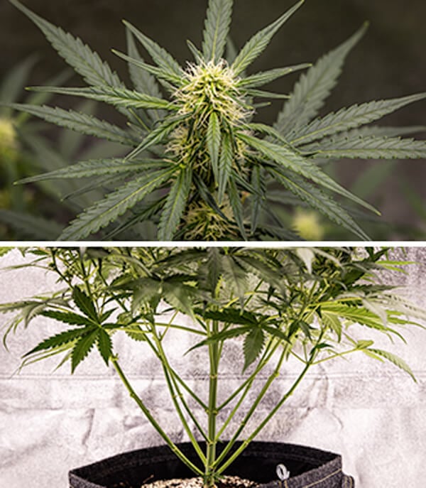 Cherry Pie Auto – fáze kvetení Cherry Pie Auto – fáze kvetení (5.–10. týden)