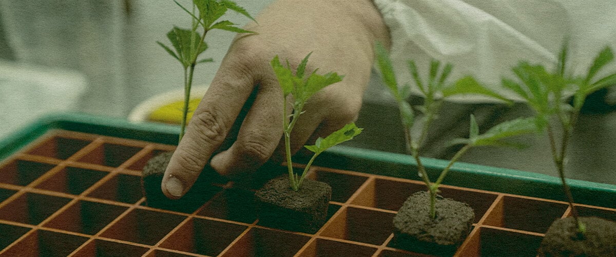Časově Úsporné Klonování Konopí: Obrázek Tácku Ruka sázející klony konopí do tácu se zemí pro efektivní růst, ukazující časově úsporné klonování na zeleném tácku, ideální pro průvodce pěstováním konopí.