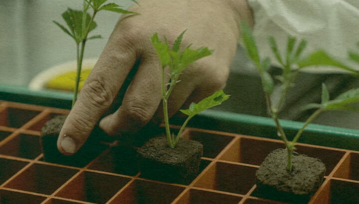 Časově Úsporné Klonování Konopí: Obrázek Tácku Ruka sázející klony konopí do tácu se zemí pro efektivní růst, ukazující časově úsporné klonování na zeleném tácku, ideální pro průvodce pěstováním konopí.