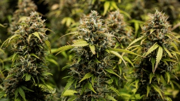 Detail květů konopí Granddaddy Purple Auto, ukazující husté trichomy pokryté koly, oranžové pestíky, zralé zelené květy a ojíněnou pryskyřici před sklizní.