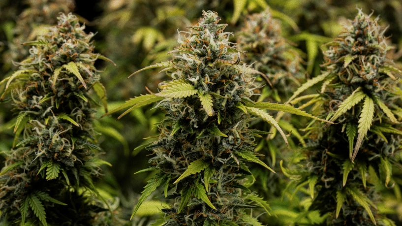Detail květů konopí Granddaddy Purple Auto, ukazující husté trichomy pokryté koly, oranžové pestíky, zralé zelené květy a ojíněnou pryskyřici před sklizní.