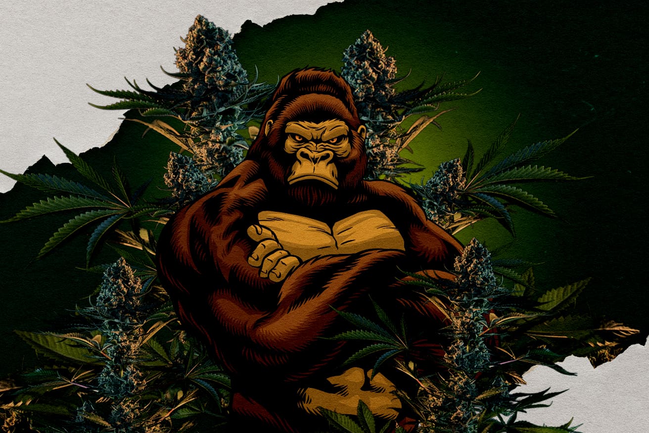 RQS Gorilla Kmeny: Který Je NejSilnější? Ilustrace gorily obklopeného cannabisovémi pupeny, představující RQS Gorilla kmeny, otázka, který je nejsilnější.