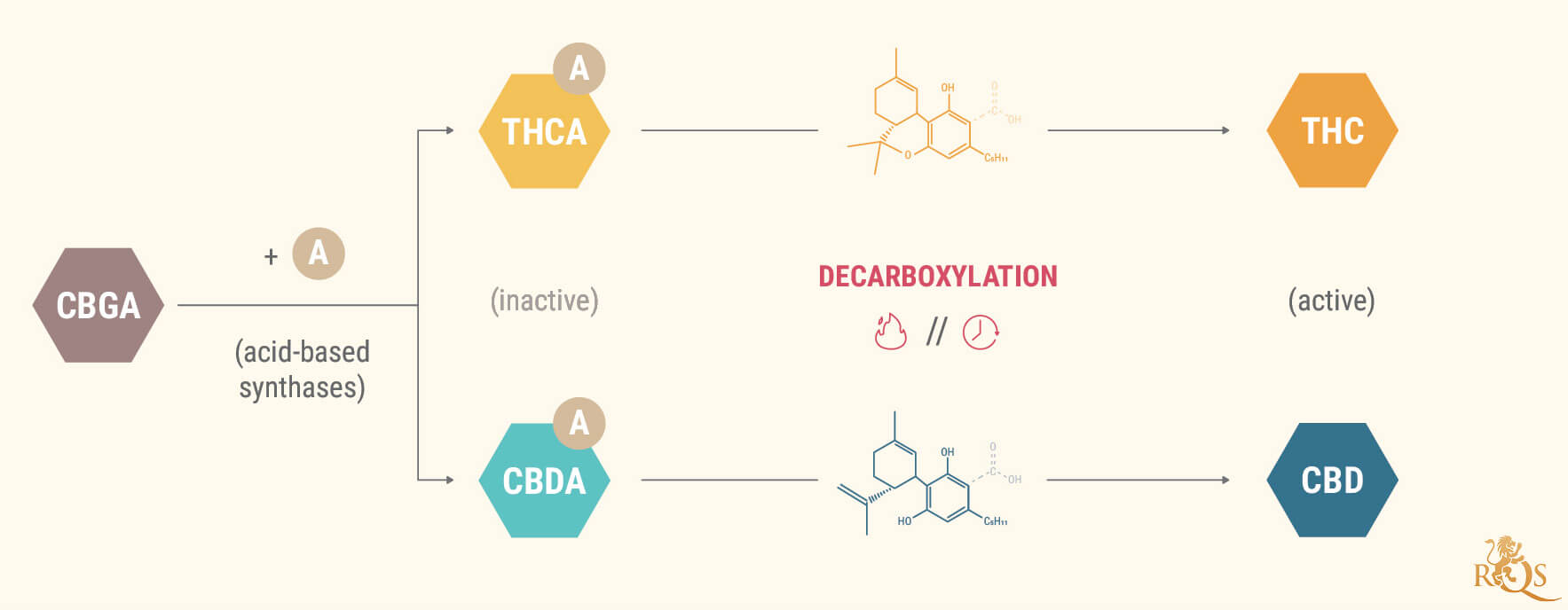 What Are Cannabinoid Acids?