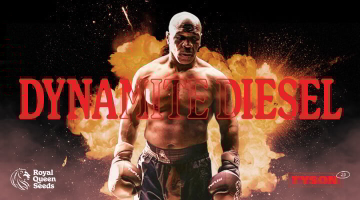 Dynamite Diesel