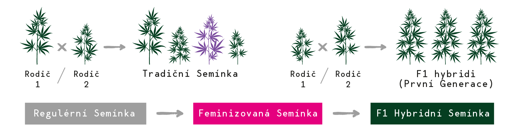 Nase F1 seminka Nase F1 seminka