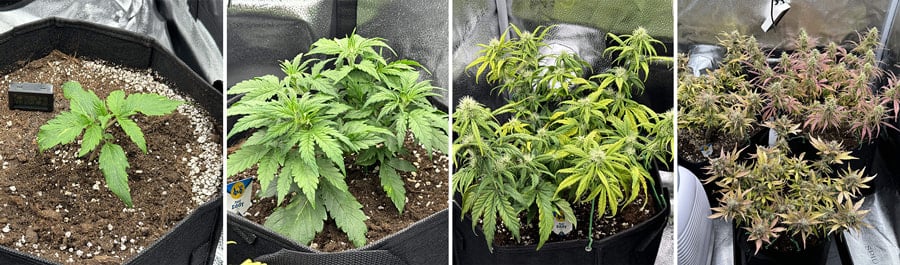 Fast Eddy Auto CBD