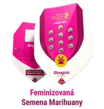 Feminizovana semena marihuany