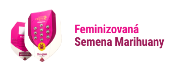 Feminizovana semena marihuany