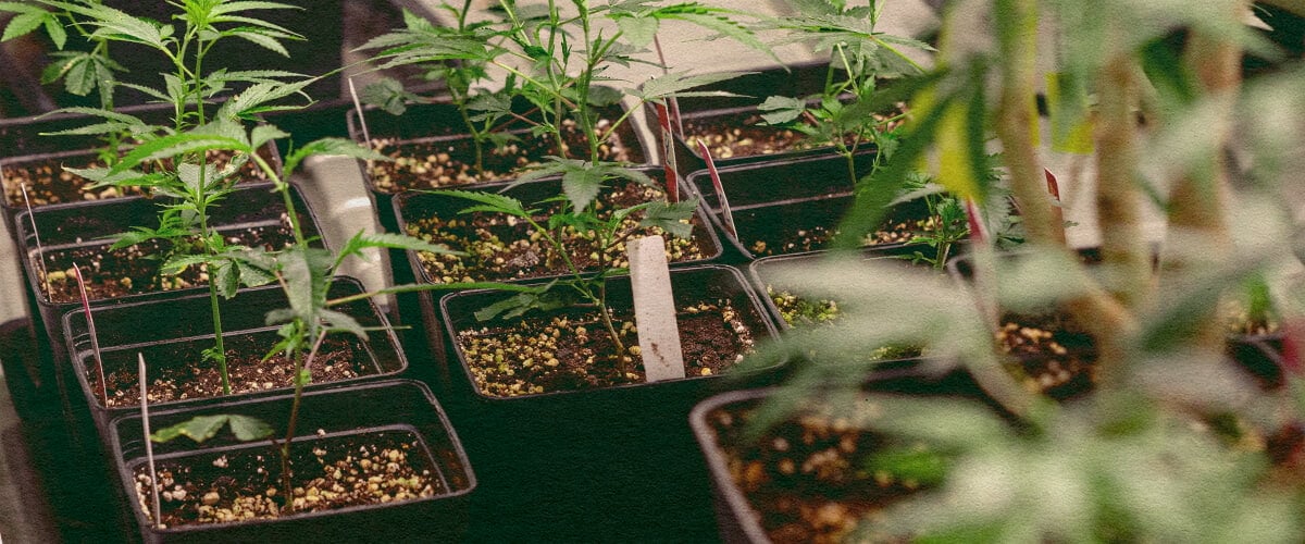 Genotyp vs Fenotyp: Rostliny Konopí v Květináčích Rostliny konopí v černých květináčích s půdou, ukazující genetické vlastnosti pro srovnání genotypu vs fenotypu, ideální pro vzdělávání o pěstování konopí.