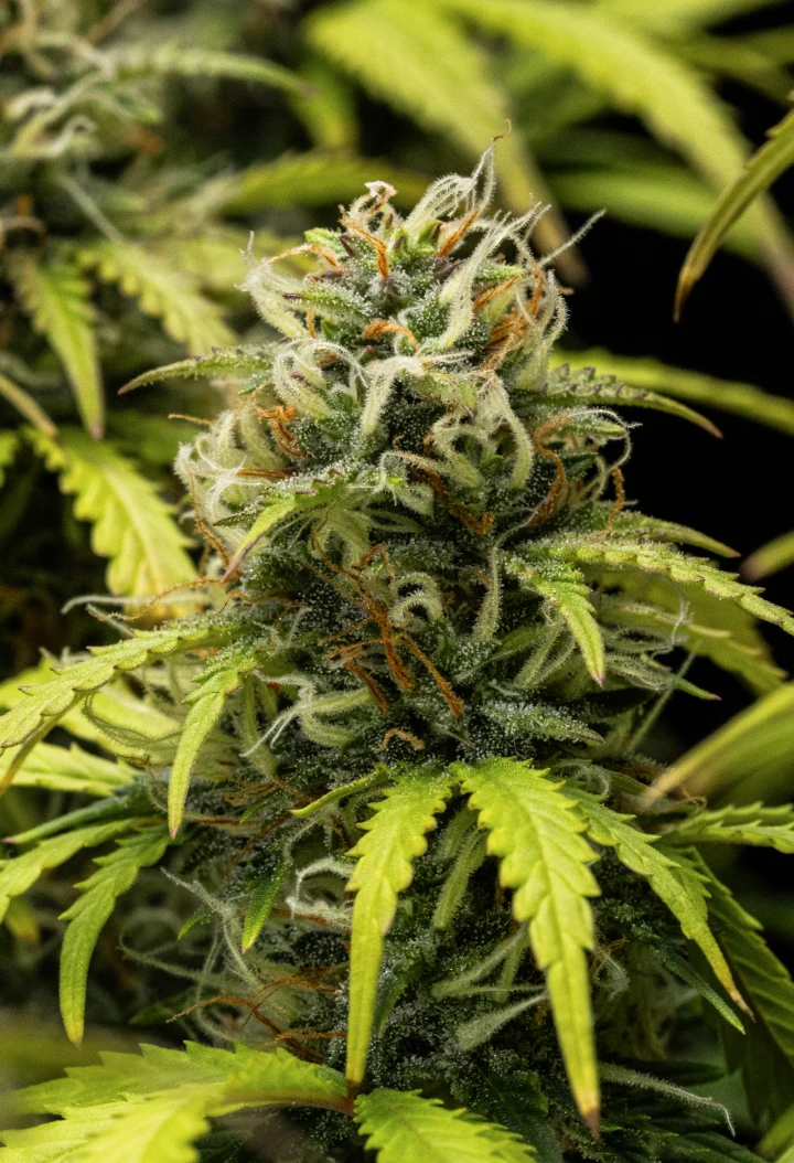 Rostlina konopí Granddaddy Purple Auto během 10. týdne, s vyzrálými květy pokrytými trichomy, ovocně působícími kvetoucími kolami, oranžovými pestíky a žloutnoucími podzimními listy, zatímco se blíží sklizeň.