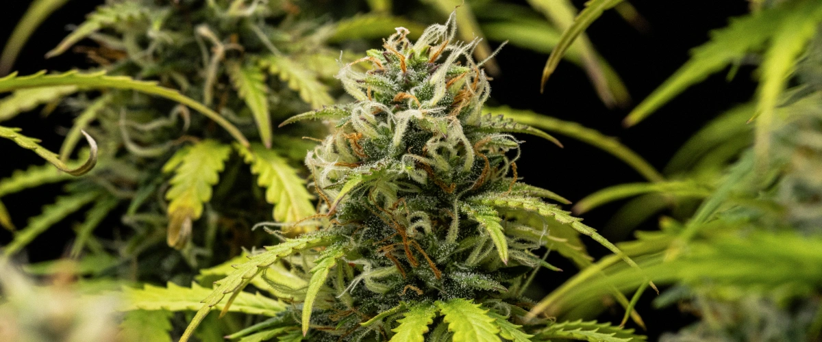 Rostlina konopí Granddaddy Purple Auto během 10. týdne, s vyzrálými květy pokrytými trichomy, ovocně působícími kvetoucími kolami, oranžovými pestíky a žloutnoucími podzimními listy, zatímco se blíží sklizeň.