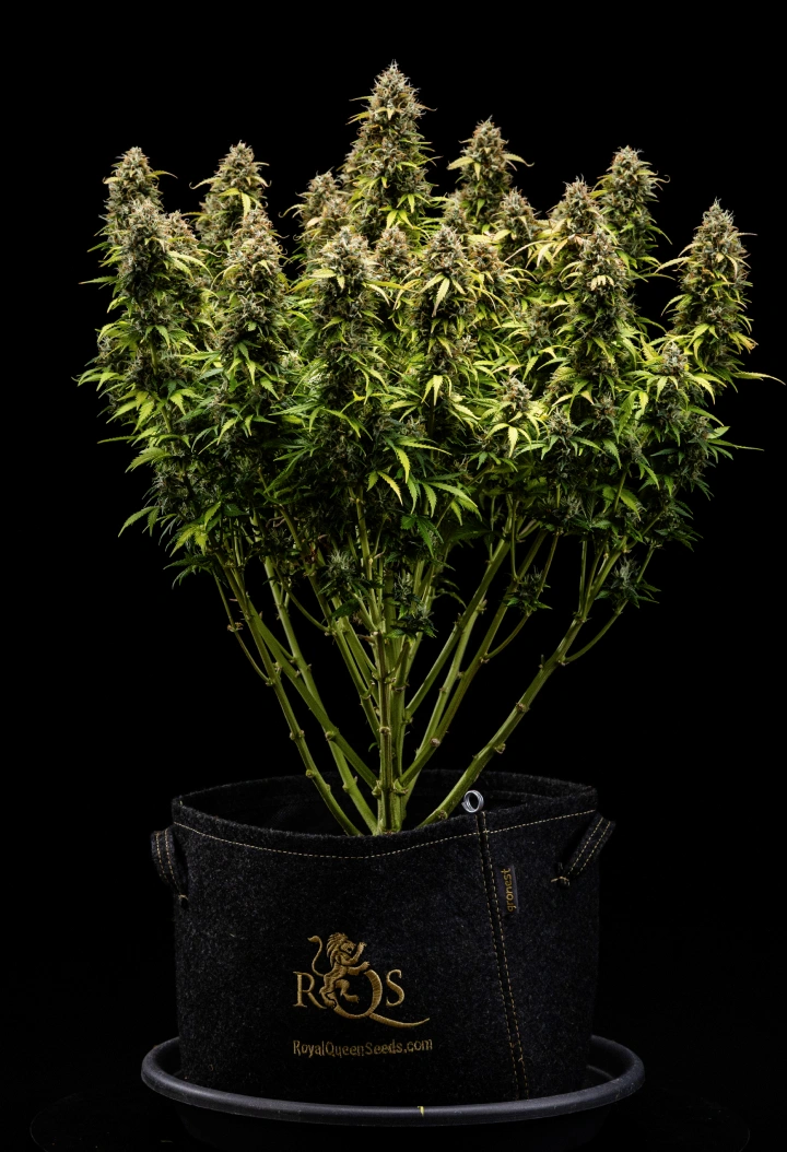 Rostlina konopí Granddaddy Purple Auto během 11. týdne, s tvrdými květy pokrytými trichomy, ovocnými zralými kolami, sytě podzimně žlutými listy a květy připravenými ke sklizni.
