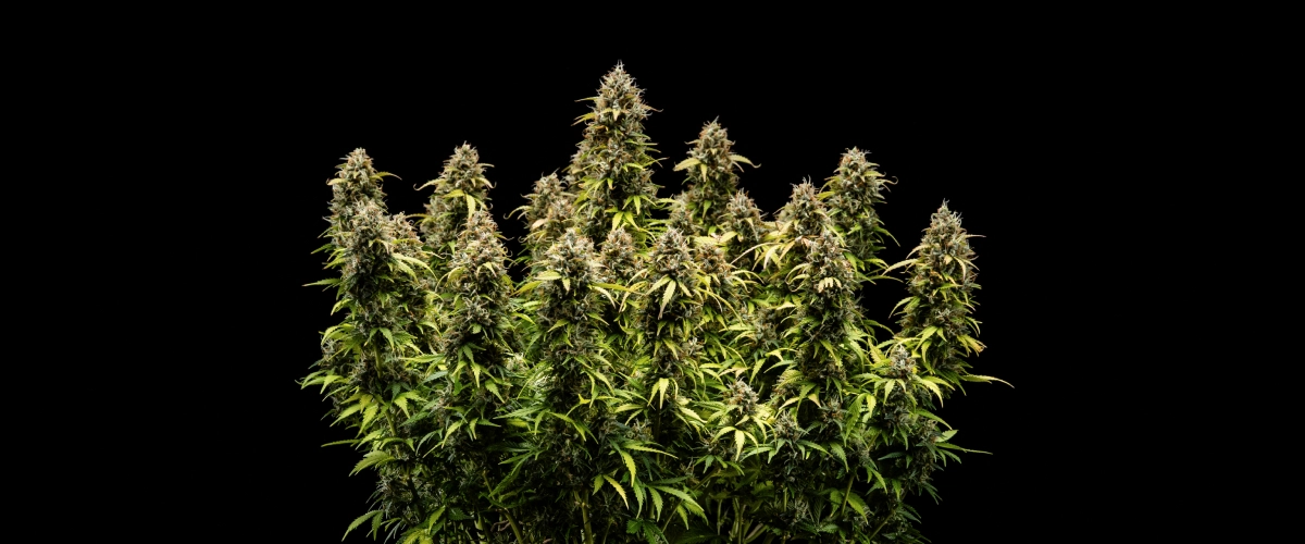 Rostlina konopí Granddaddy Purple Auto během 11. týdne, s tvrdými květy pokrytými trichomy, ovocnými zralými kolami, sytě podzimně žlutými listy a květy připravenými ke sklizni.