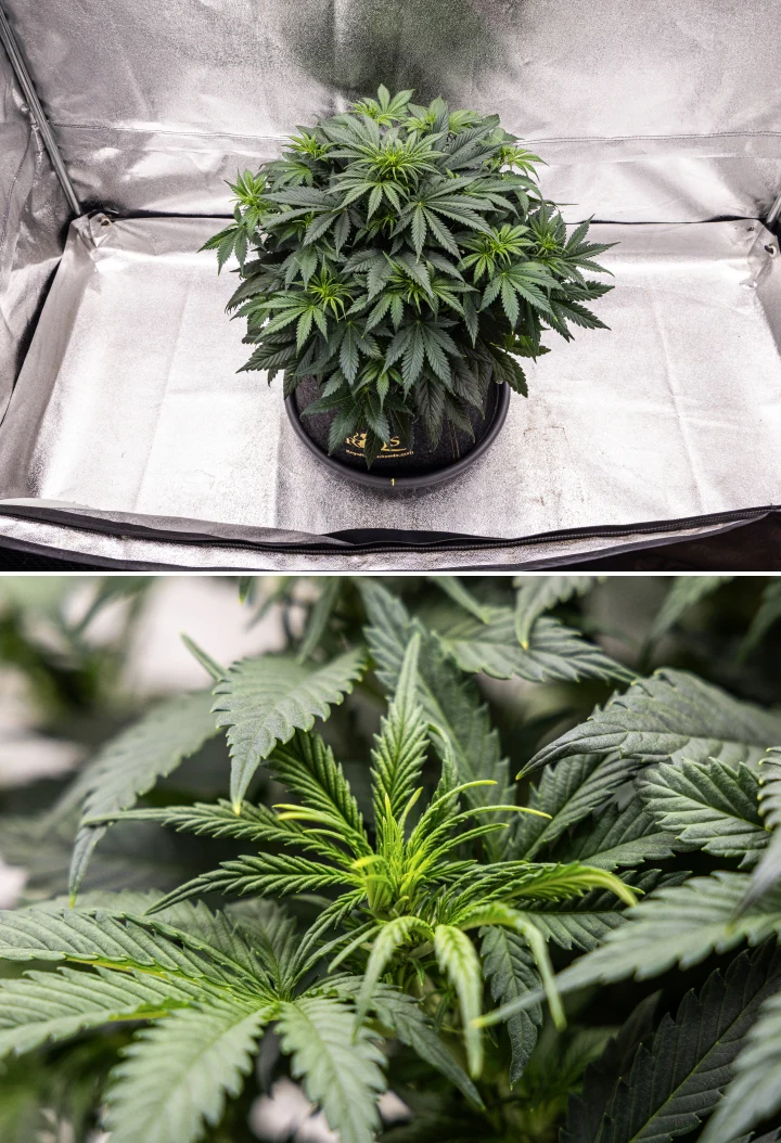 Rostlina konopí Granddaddy Purple Auto během 5. týdne, ukazující začátek kvetení, husté tmavě zelené olistění, vyvíjející se květní místa a nový květní růst podél větví.