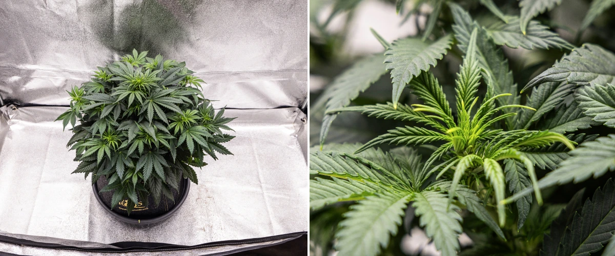 Rostlina konopí Granddaddy Purple Auto během 5. týdne, ukazující začátek kvetení, husté tmavě zelené olistění, vyvíjející se květní místa a nový květní růst podél větví.
