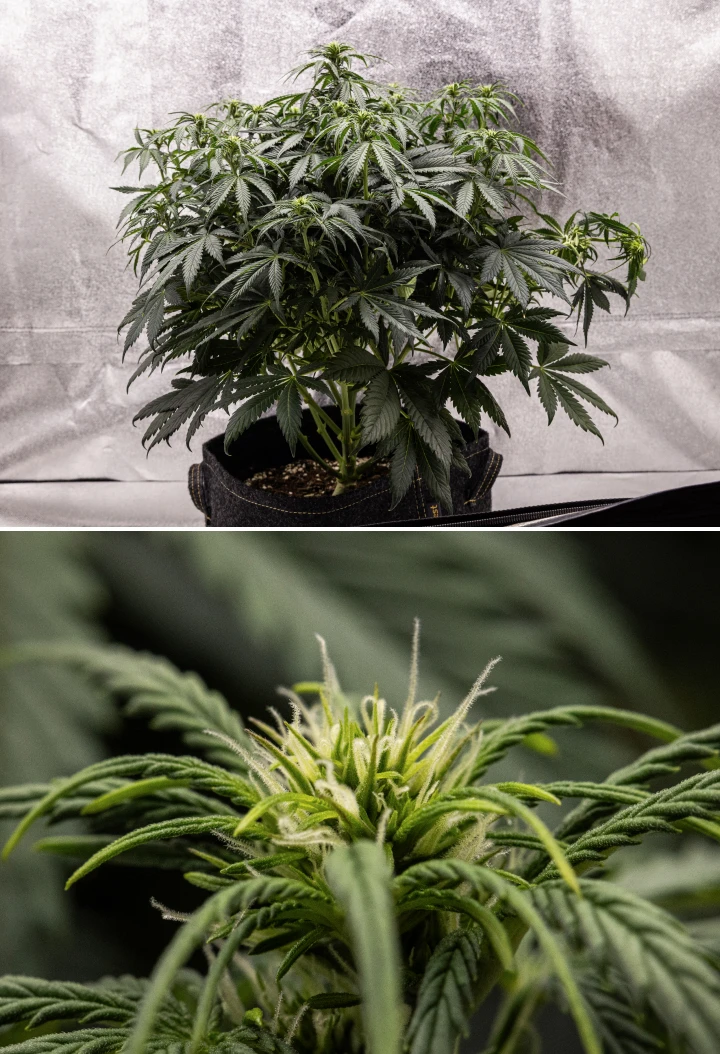 Rostlina konopí Granddaddy Purple Auto během 6. týdne, s hustou tmavě zelenou kvetoucí korunou, keříkovitou strukturou větví, ranými bílými pestíky a zdravým vývojem květů.