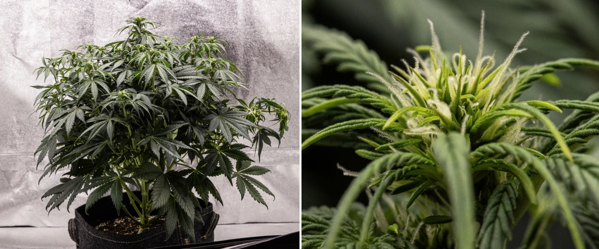 Rostlina konopí Granddaddy Purple Auto během 6. týdne, s hustou tmavě zelenou kvetoucí korunou, keříkovitou strukturou větví, ranými bílými pestíky a zdravým vývojem květů.