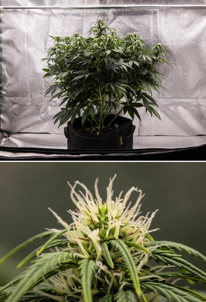 Rostlina konopí Granddaddy Purple Auto během 7. týdne, s kompaktní keříkovitou strukturou, zdravým růstem v květu, plnícími se květy a mírným žloutnutím spodních listů, zatímco kvetení pokračuje.