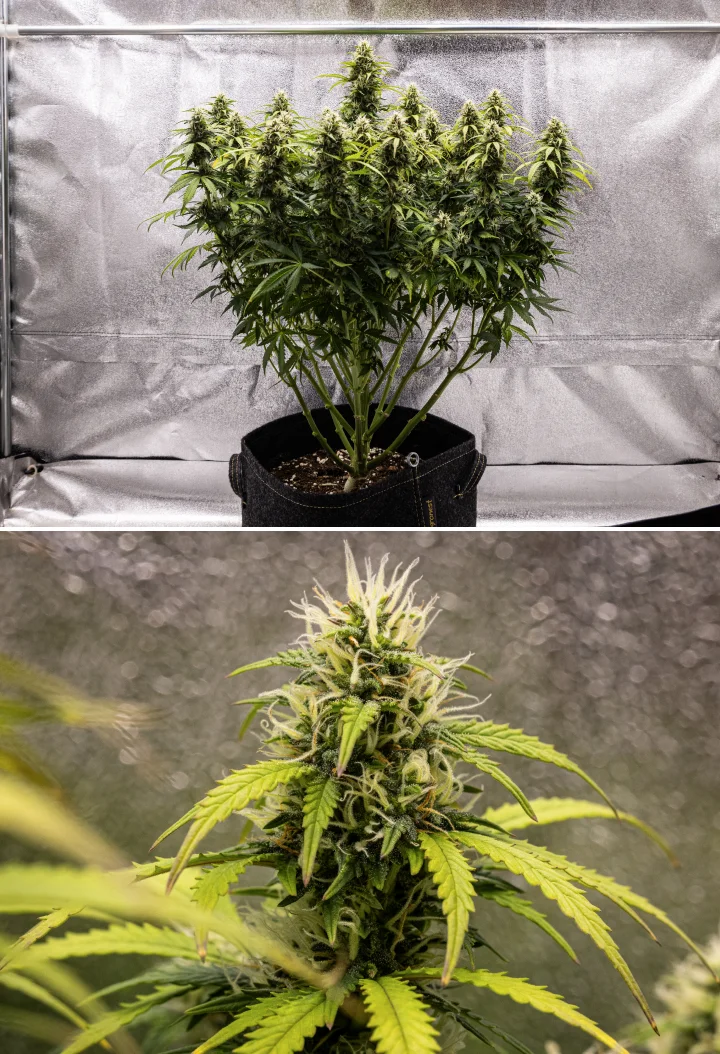 Rostlina konopí Granddaddy Purple Auto během 9. týdne, s pevnými květy bohatými na trichomy, kvetoucími větvemi připomínajícími kytici, světleji zelenými listy a třpytivými kolami blížícími se zralosti.