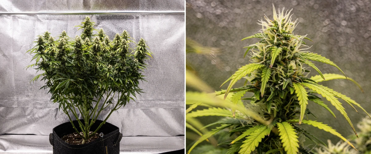 Rostlina konopí Granddaddy Purple Auto během 9. týdne, s pevnými květy bohatými na trichomy, kvetoucími větvemi připomínajícími kytici, světleji zelenými listy a třpytivými kolami blížícími se zralosti.