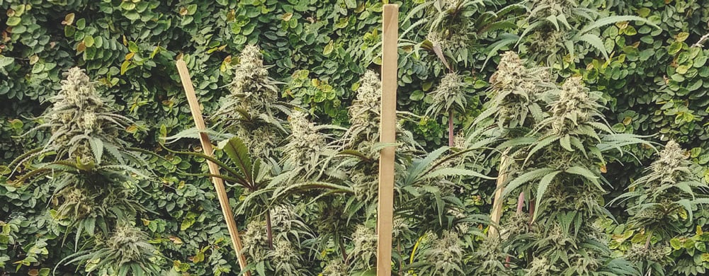 Green Crack Punch