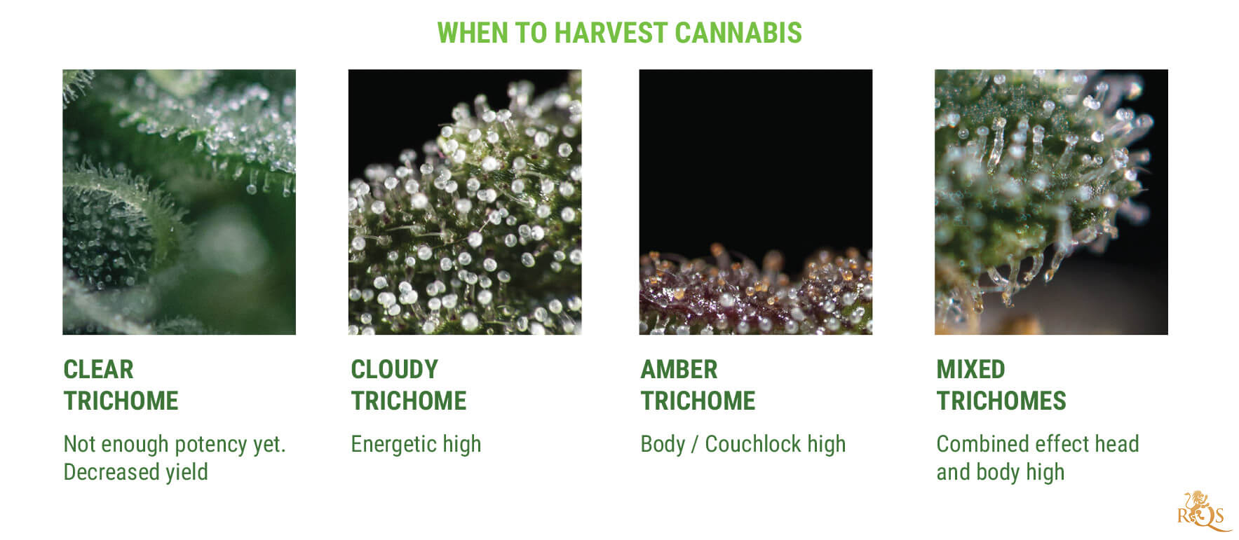THEY INDICATE WHEN IT'S TIME TO HARVEST THEY INDICATE WHEN IT'S TIME TO HARVEST