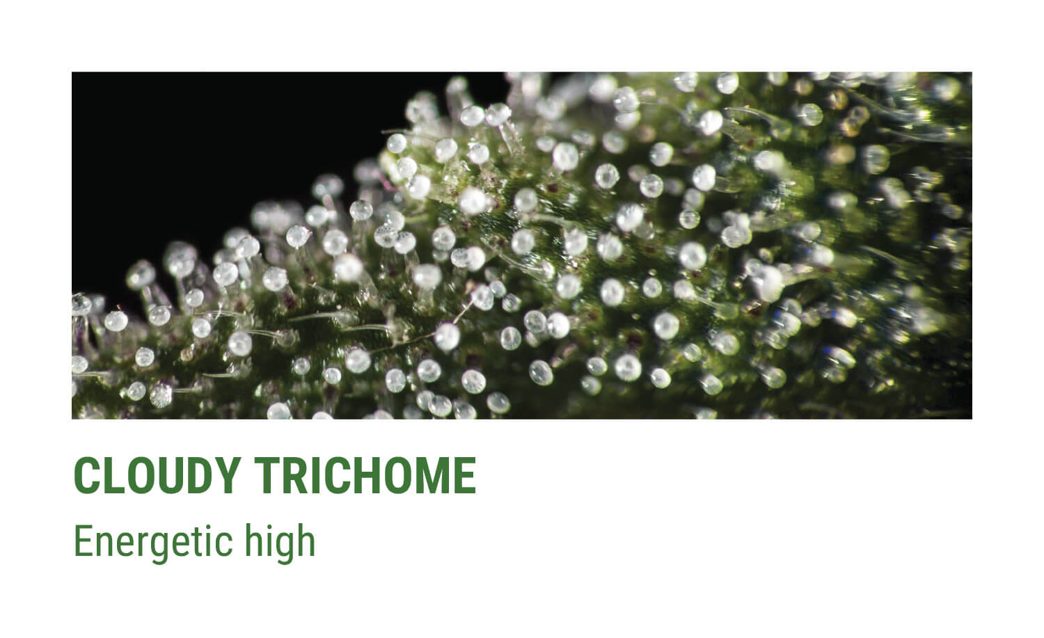CLOUDY TRICHOMES CLOUDY TRICHOMES