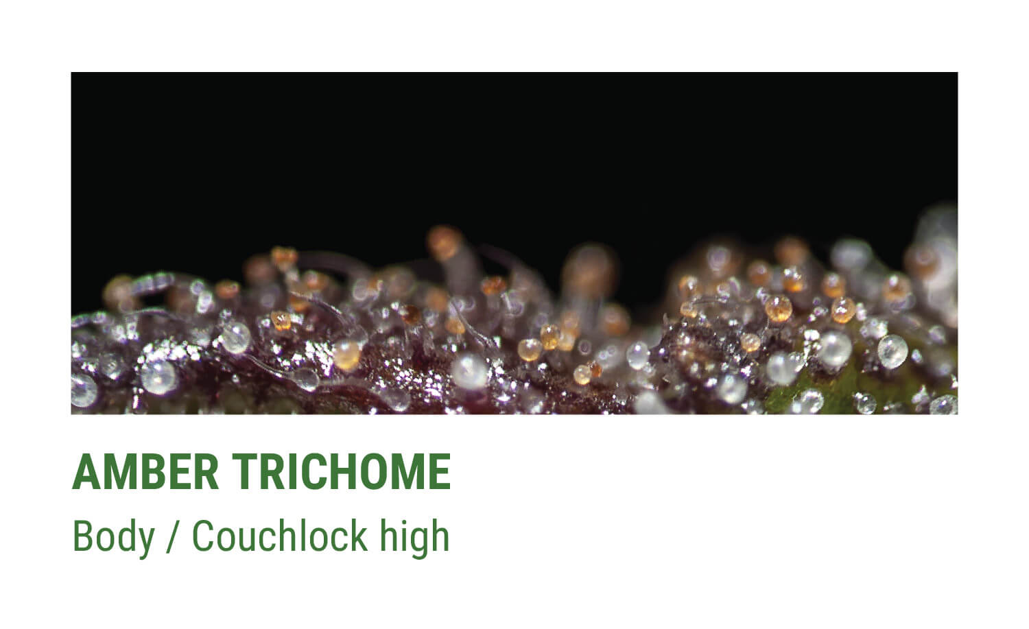 AMBER TRICHOMES AMBER TRICHOMES