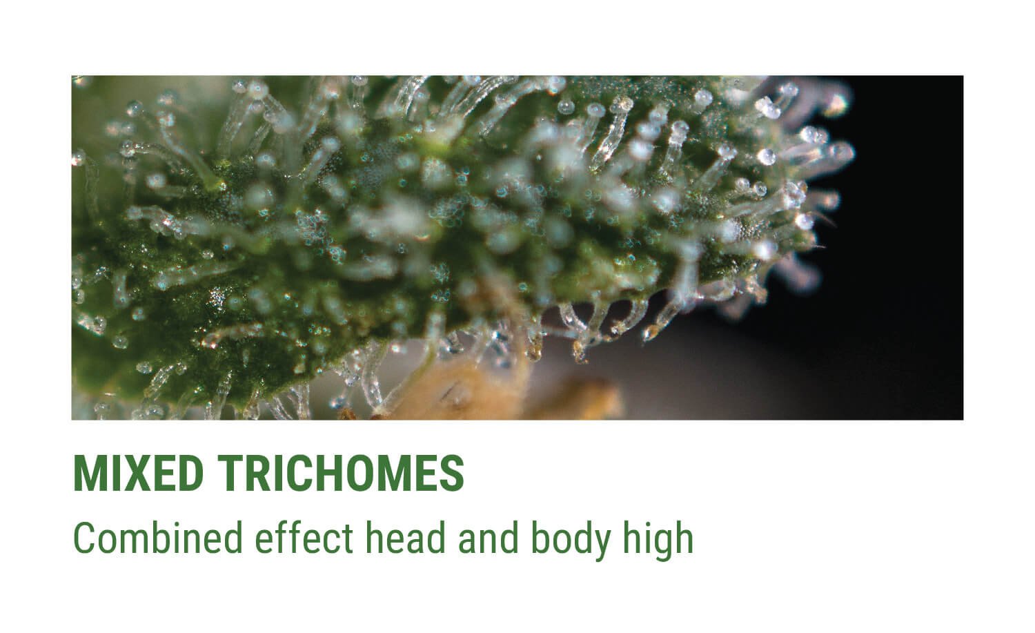 MIXED TRICHOMES MIXED TRICHOMES