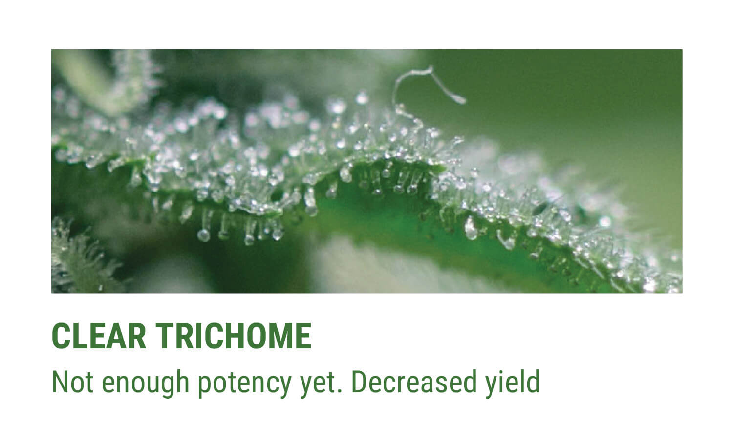 CLEAR TRICHOMES CLEAR TRICHOMES