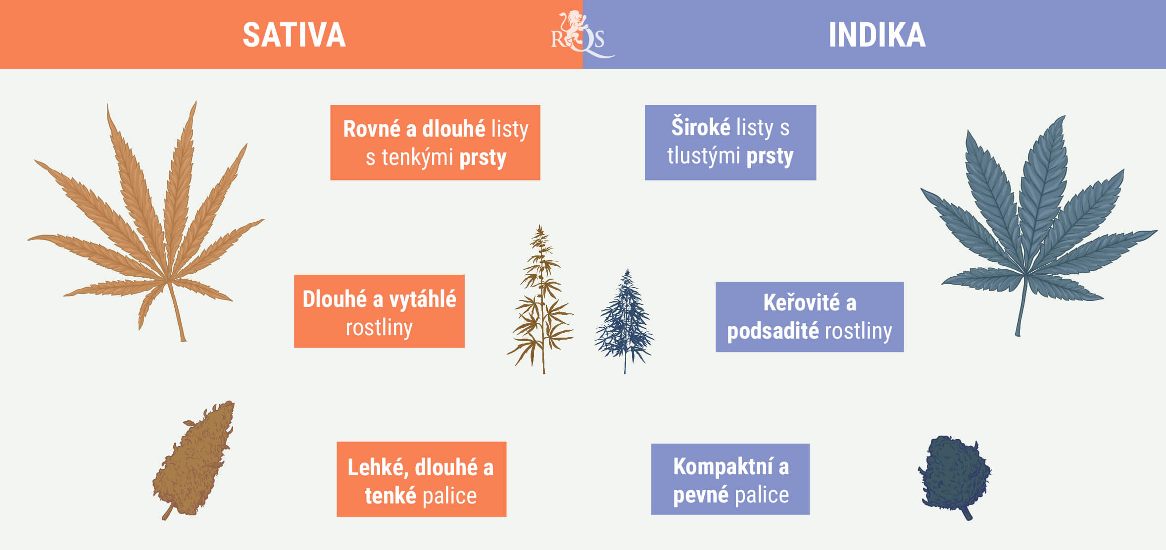 JAK ROZEZNAT INDIKU OD SATIVY JAK ROZEZNAT INDIKU OD SATIVY