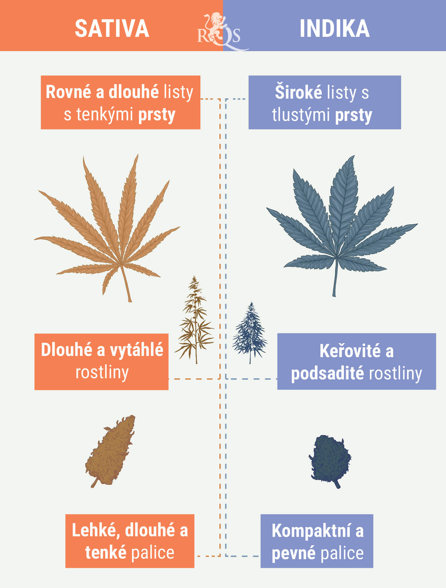 JAK ROZEZNAT INDIKU OD SATIVY JAK ROZEZNAT INDIKU OD SATIVY