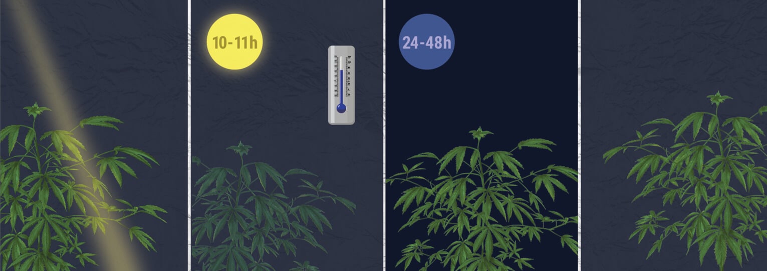 ¿Cómo se fuerza la floración de una planta fotoperiódica? ¿Cómo se fuerza la floración de una planta fotoperiódica?