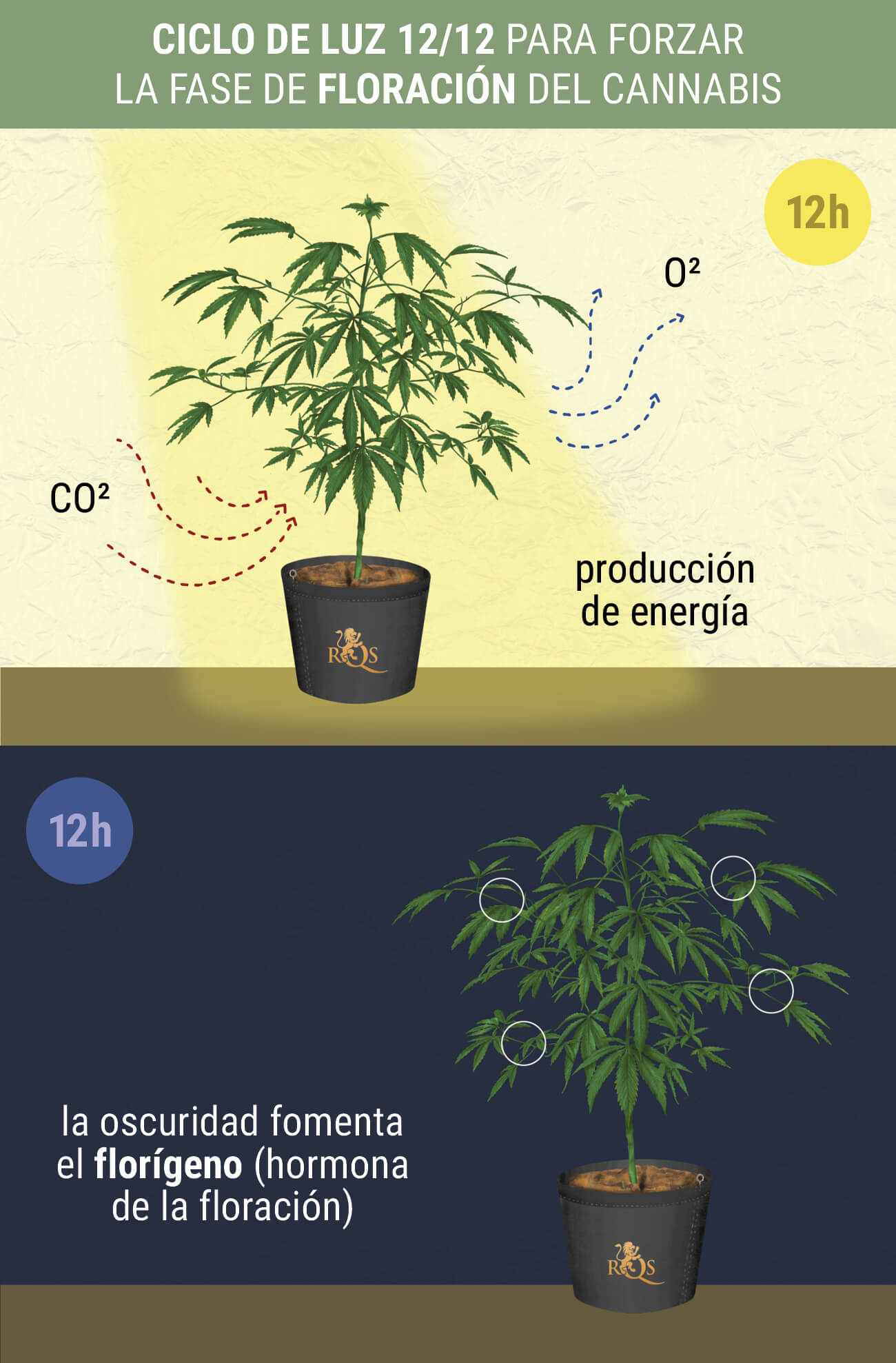 ¿Cuándo comienza la fase de floración fotoperiódica?