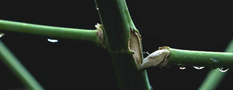 What Causes Broken or Bent Stems? What Causes Broken or Bent Stems?