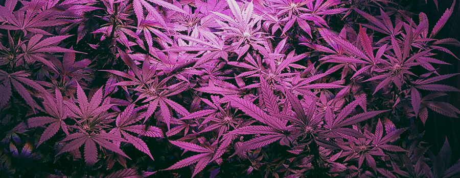 Royal Moby konopí 420 rqs marihuany semena