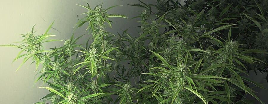 Royal Cookies Automatic Den 56 Po Klíčení