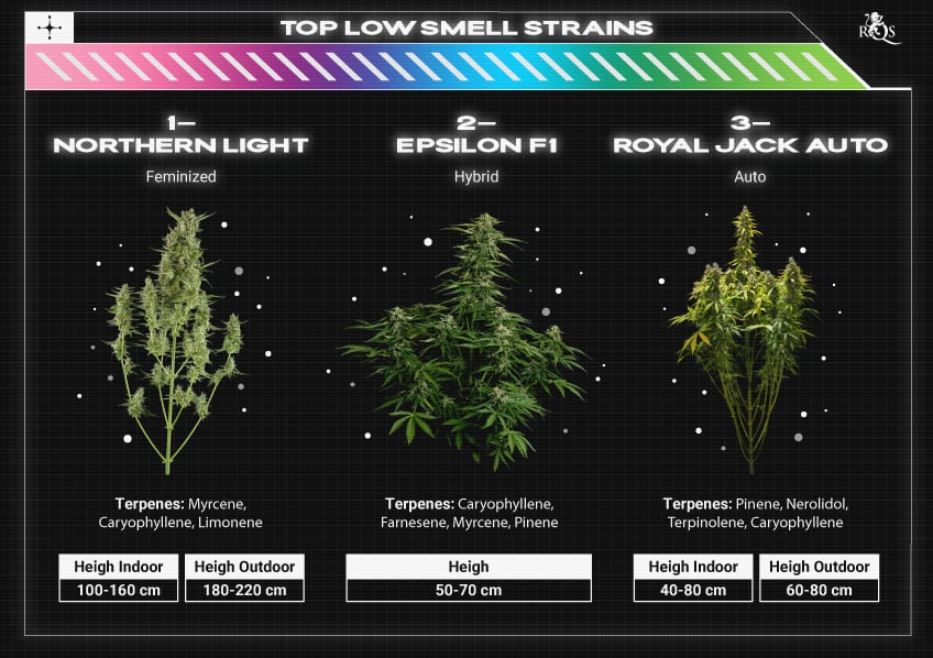 Top RQS Sativa Strains