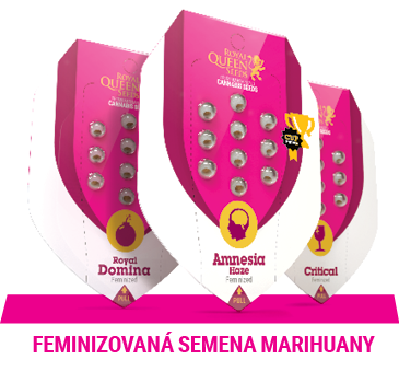 Feminizovana semena marihuany