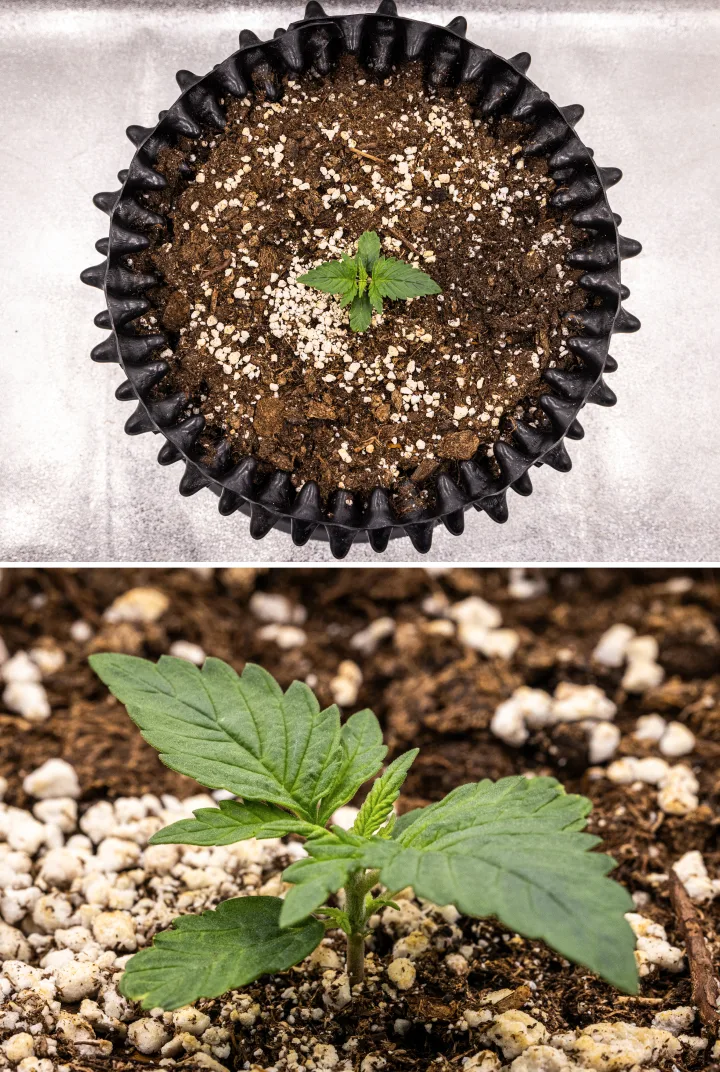 Konopná rostlina NYC Sour Diesel Auto v 1. týdnu vegetativního růstu s kompaktními zdravými listy, raným větvením a pomalým, ale stabilním vývojem pod LED osvětlením