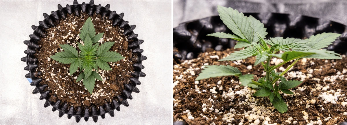 Konopná rostlina NYC Sour Diesel Auto ve 2. týdnu vegetativního růstu, dosahující přibližně 20 cm, se silnějšími stonky, větší listovou hmotou a prvními známkami předkvětu pod LED osvětlením
