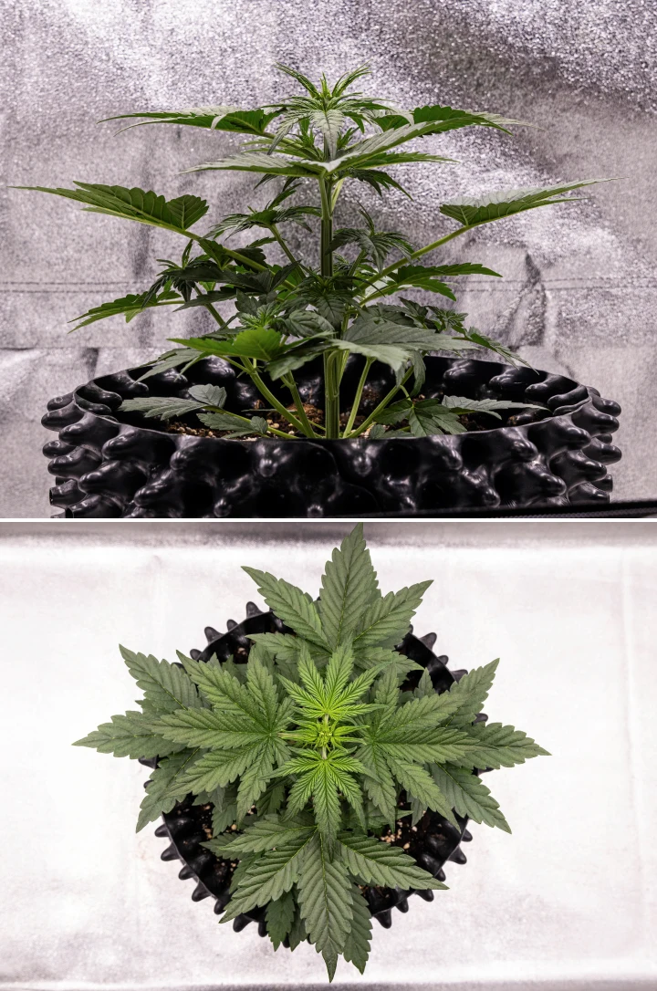 Konopná rostlina NYC Sour Diesel Auto ve 3. týdnu vegetativního růstu, dosahující přibližně 38 cm, se silným vertikálním růstem, vzpřímenou strukturou, hustými spodními nody a jasně viditelnými předkvěty pod LED osvětlením