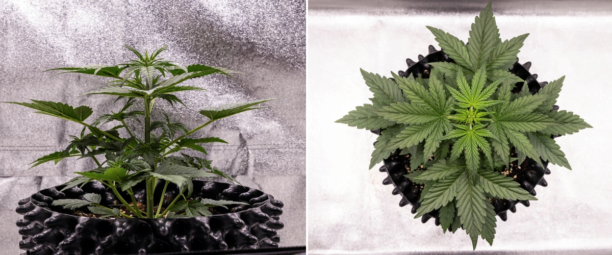Konopná rostlina NYC Sour Diesel Auto ve 3. týdnu vegetativního růstu, dosahující přibližně 38 cm, se silným vertikálním růstem, vzpřímenou strukturou, hustými spodními nody a jasně viditelnými předkvěty pod LED osvětlením