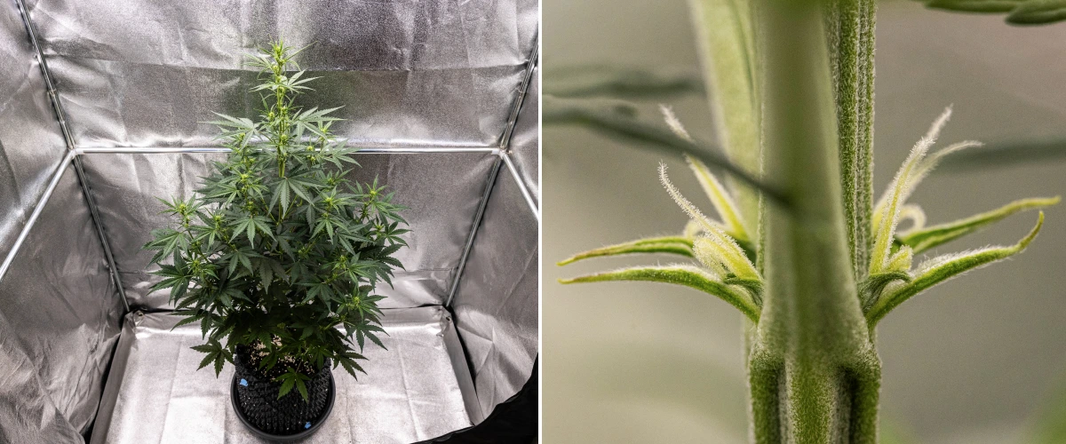 Konopná rostlina NYC Sour Diesel Auto ve 4. týdnu kvetení, dosahující přibližně 97 cm, s výrazným vytahováním, vysokou otevřenou strukturou, většími rozestupy v horní části a prvními květními místy pod LED osvětlením