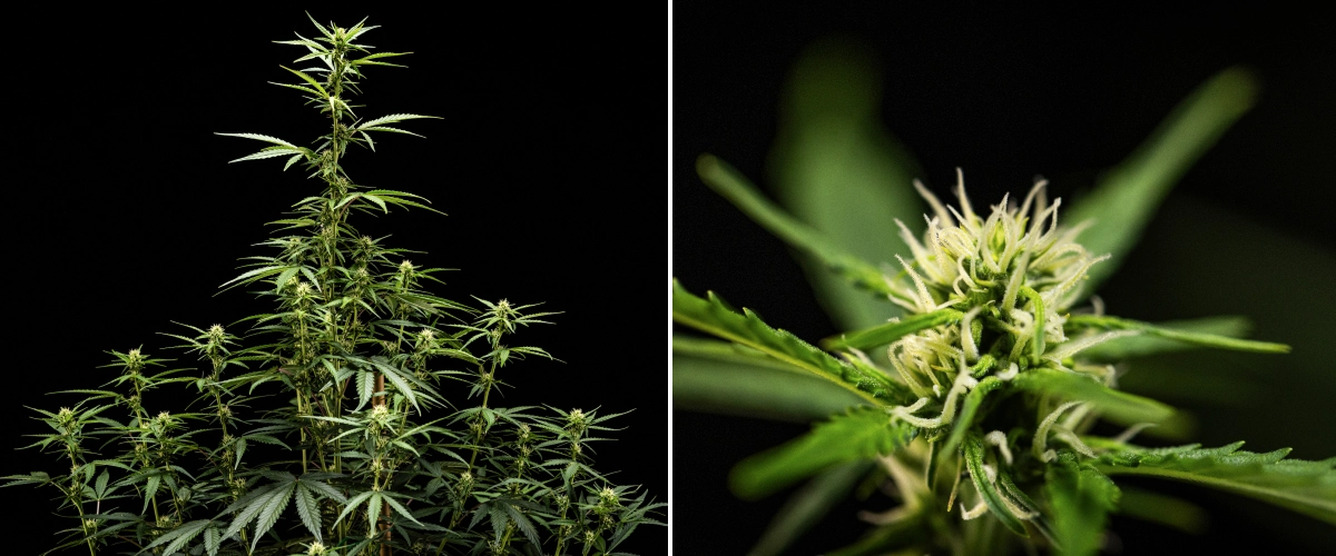 Konopná rostlina NYC Sour Diesel Auto v 5. týdnu kvetení, dosahující přibližně 120 cm, s pokračujícím vytahováním, rozšiřujícími se květními místy po celé koruně a stabilní tvorbou květů mimo pěstební stan